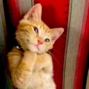 Meet your Posher, Kiki